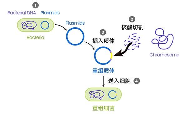 生物反应器