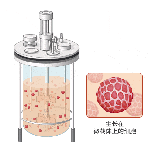 生长在微载体上的细胞 生长在微载体上的细胞