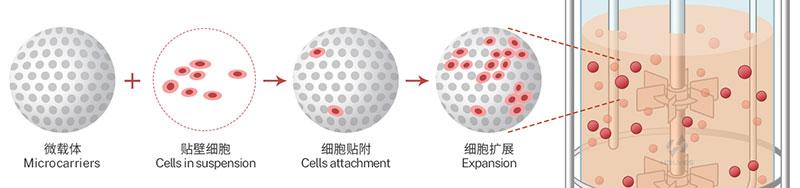 微载体吸附过程 微载体吸附过程